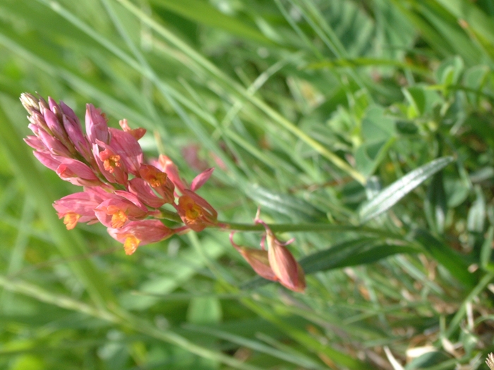 polygala?